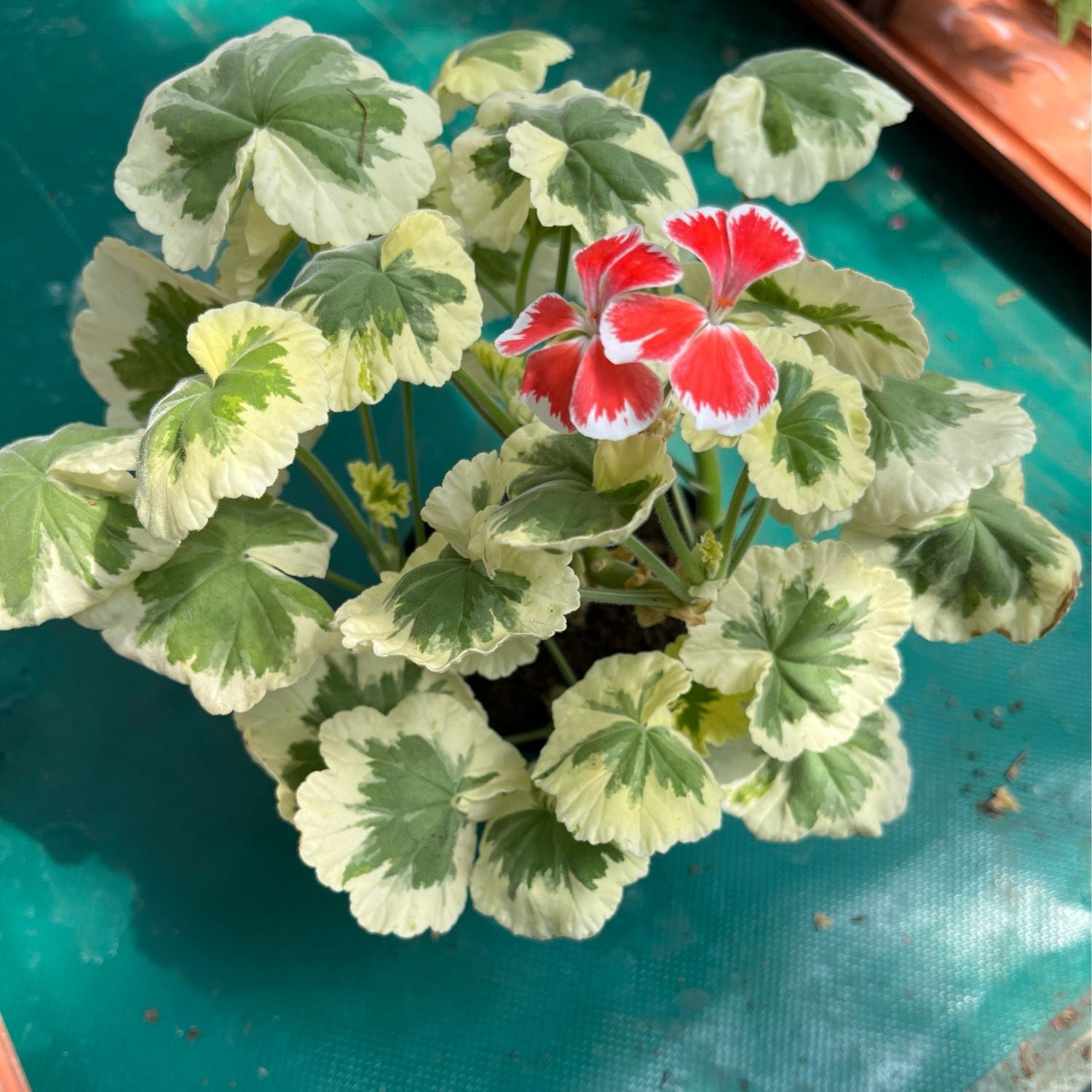 Pelargonium Hagamos Trollkrem vaso 10
