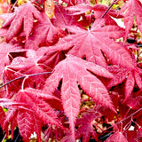 Acer Palmatun Hino Tsukasa vaso 18