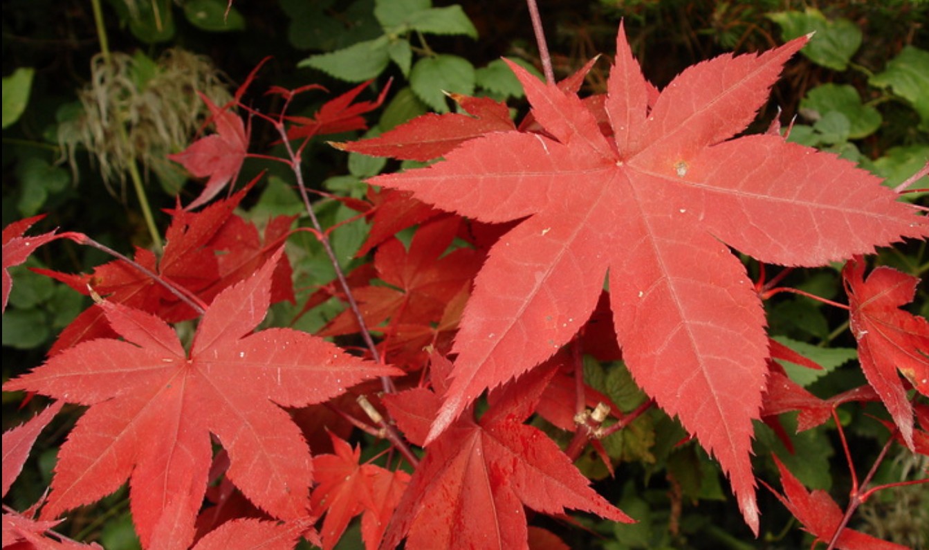 Acer pamatum Hino Tsukasa vaso 18