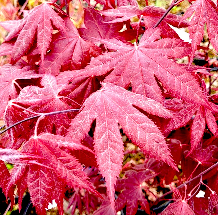 Acer pamatum Hino Tsukasa vaso 18