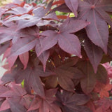 Acer pamatum Hino Tsukasa vaso 18