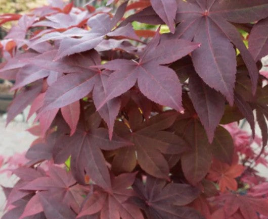 Acer pamatum Hino Tsukasa vaso 18