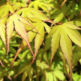 Acer Palmatum Katsura vaso 15