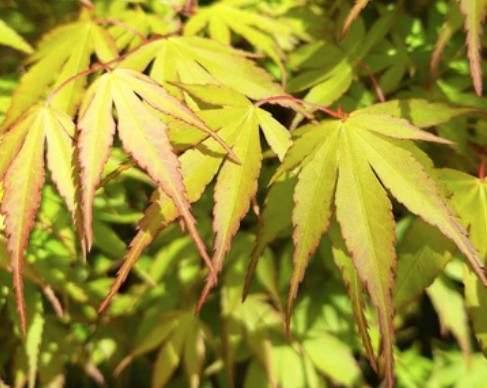 Acer Palmatum Katsura vaso 15