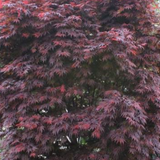 Acer Palmatum Skeeter's Broom vaso 15