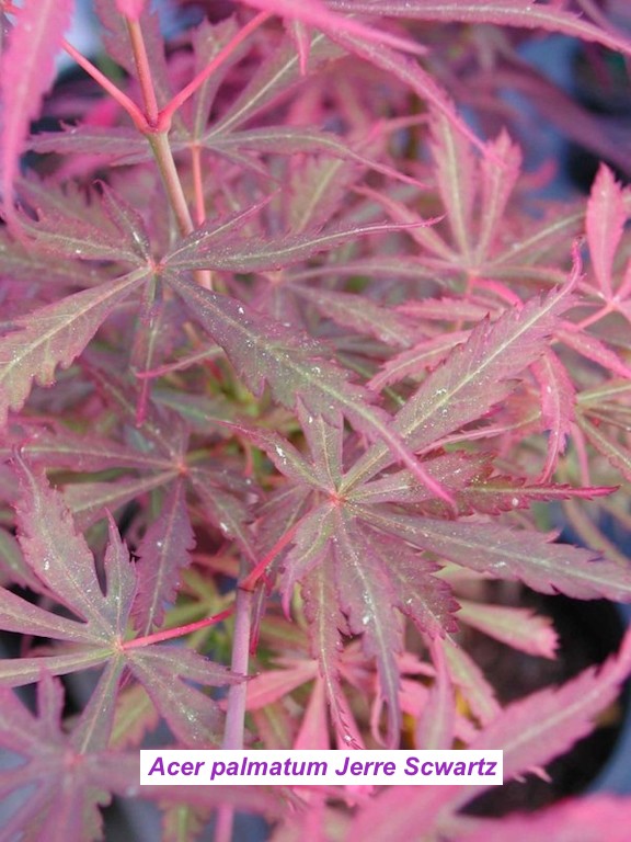 Acer palmatum Jerre Scwartz
