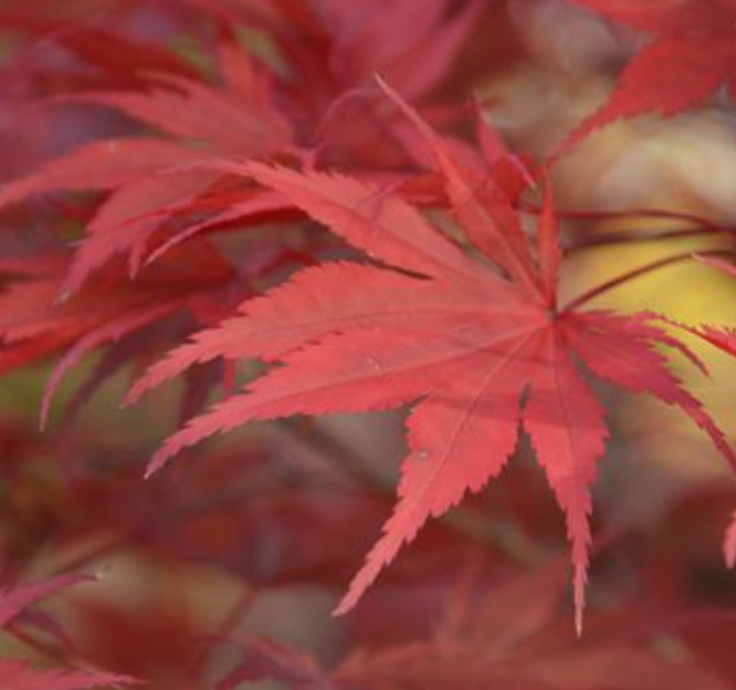 Acer Palmatum 9001 vaso 15
