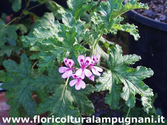 Pelargonium Quercifolium