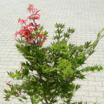 Acer Palmatum 9001 vaso 15