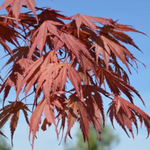 Acer Palmatum 9001 vaso 15