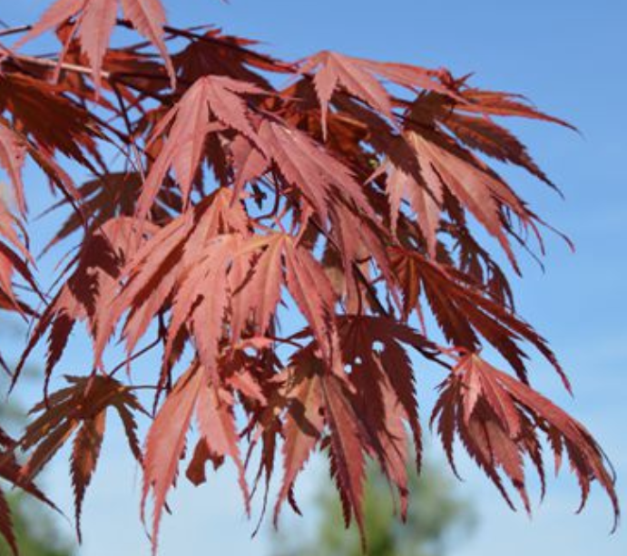 Acer Palmatum 9001 vaso 15