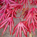 Acer palmatum 'Trompenburg' vaso 15