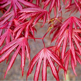 Acer palmatum 'Trompenburg' vaso 15