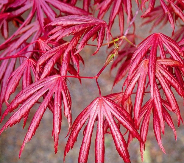 Acer palmatum 'Trompenburg' vaso 15