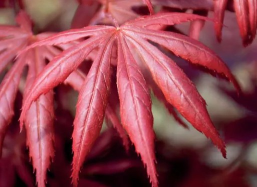 Acer palmatum 'Trompenburg' vaso 15