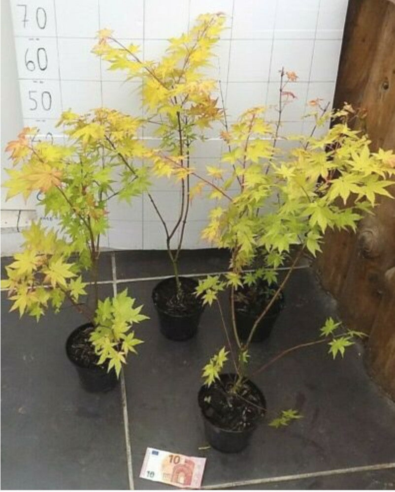 Acer Palmatum Auric 