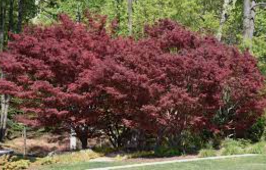 Acer Palmatum Suminagashi  vaso 15
