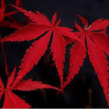 Acer Palmatum Suminagashi  vaso 15