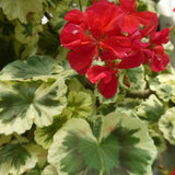 Pelargonium Lucy Gunnet vaso 10