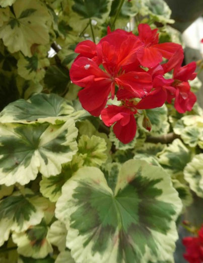Pelargonium Lucy Gunnet vaso 10
