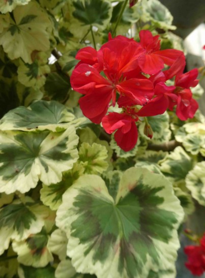 Pelargonium Lucy Gunnet vaso 10