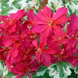 Pelargonium Mrs. May Last vaso 10
