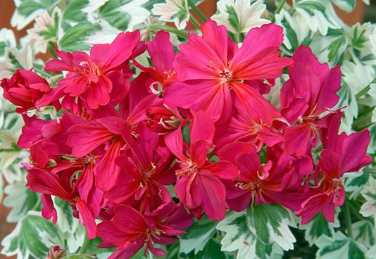 Pelargonium Mrs. May Last vaso 10