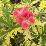 Pelargonium Phyllis vaso 10