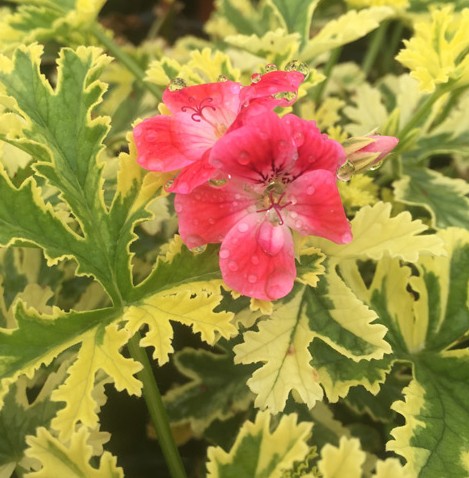 Pelargonium Phyllis vaso 10