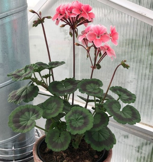 Pelargonium Peace vaso 10