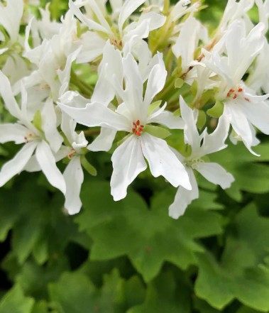 Pelargonium Vivienne vaso 10