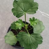 Pelargonium Wally Friesdorf vaso 10