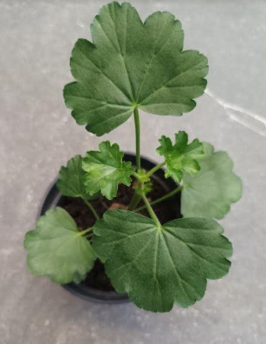 Pelargonium Wally Friesdorf vaso 10
