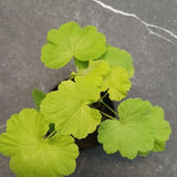 Pelargonium Jay's golden bird's egg vaso 10