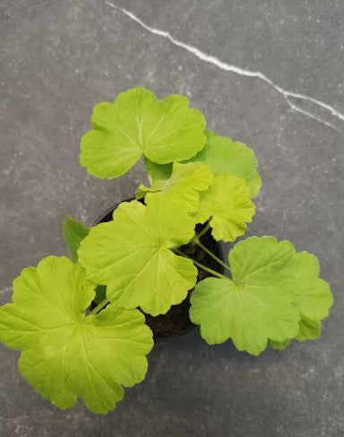 Pelargonium Jay's golden bird's egg vaso 10