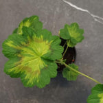 Pelargonium Jungle Leaf vaso 10