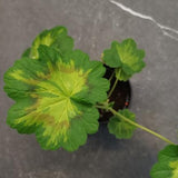 Pelargonium Jungle Leaf vaso 10
