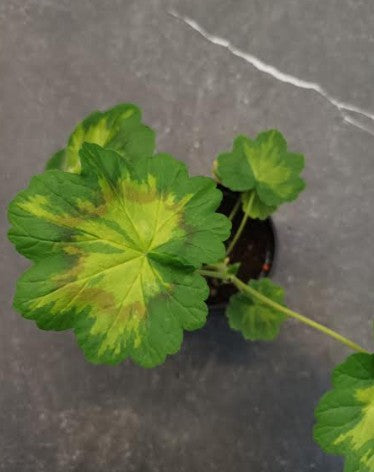Pelargonium Jungle Leaf vaso 10
