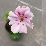 Pelargonium Jack of hearts vaso 10