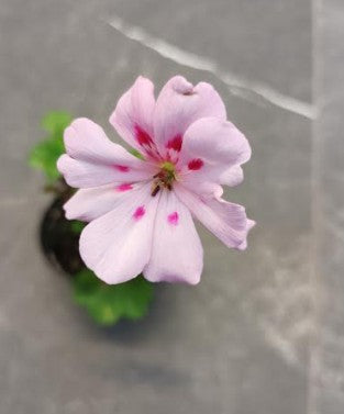 Pelargonium Jack of hearts vaso 10
