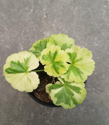 Pelargonium Ivory Snow vaso 10