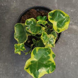 Pelargonium Golden Lilac Gem vaso 10 profumato