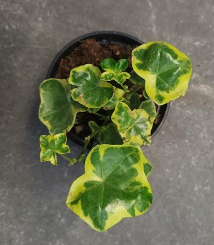 Pelargonium Golden Lilac Gem vaso 10 profumato