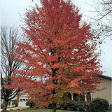 Acer x Freemanii Autumn Blaze  v.9