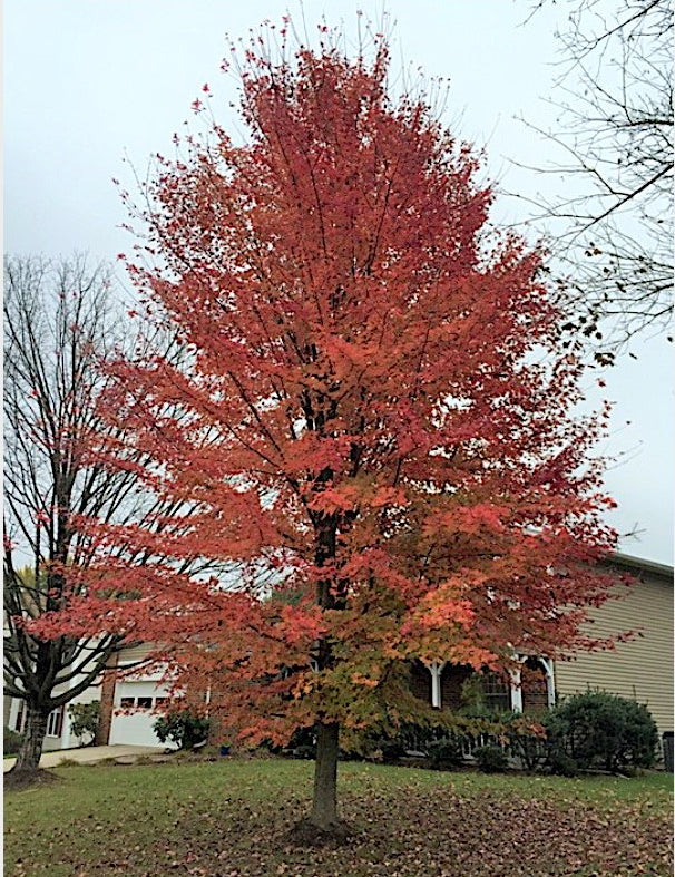 Acer x Freemanii Autumn Blaze  v.9