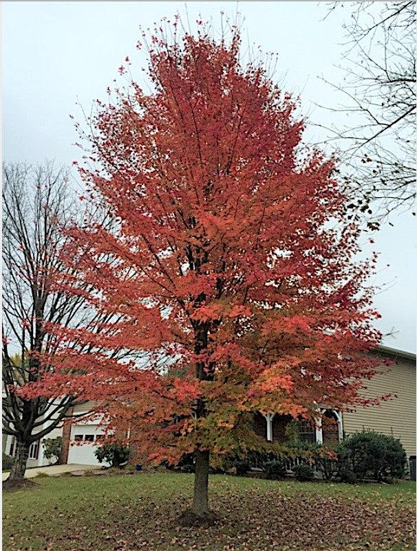 Acer x Freemanii Autumn Blaze  v.9