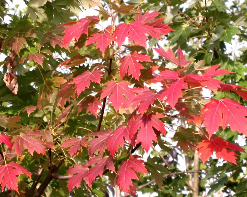 Acer x Freemanii Autumn Blaze  v.9
