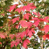 Acer x Freemanii Autumn Blaze  v.9