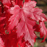 Acer x Freemanii Autumn Blaze  v.9