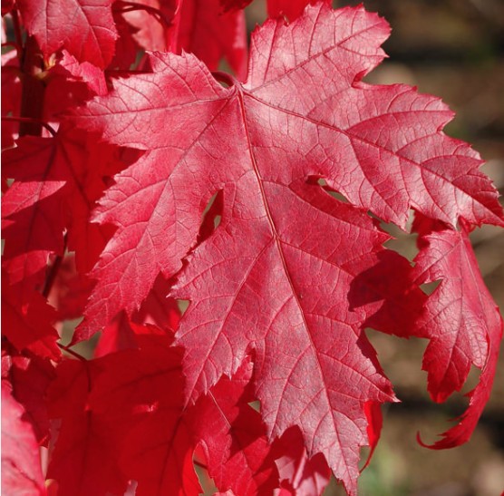 Acer x Freemanii Autumn Blaze  v.9